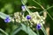 Budding and Blooming Purple Spiderwort Flowers