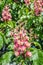 Budding and blooming red horse-chestnut from close