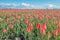 Budding and blooming red tulips on a large Dutch field