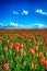 Budding and blooming red tulips on a large Dutch field