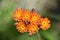 Budding and Blooming Wild Orange Hawkweed