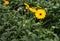 Budding and blooming yellow Gerbera plants