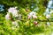 Budding and blossoming crabapple twig from close