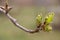 budding buds on a tree branch in early spring macro. Early spring, a twig on a blurred background. The first spring