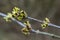 budding buds on a tree branch in early spring macro. Early spring, a twig on a blurred background. The first spring greens