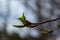 budding buds on a tree branch in early spring macro. Early spring, a twig on a blurred background. The first spring greens