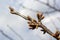 budding buds on a tree branch in early spring macro. Early spring, a twig on a blurred background. The first spring greens