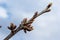 budding buds on a tree branch in early spring macro. Early spring, a twig on a blurred background. The first spring greens