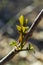 budding buds on a tree branch in early spring macro. Early spring, a twig on a blurred background. The first spring greens