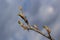 budding buds on a tree branch in early spring macro. Early spring, a twig on a blurred background. The first spring greens