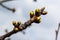 budding buds on a tree branch in early spring macro. Early spring, a twig on a blurred background. The first spring greens