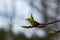 budding buds on a tree branch in early spring macro. Early spring, a twig on a blurred background. The first spring greens