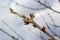 budding buds on a tree branch in early spring macro. Early spring, a twig on a blurred background. The first spring greens