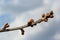 budding buds on a tree branch in early spring macro. Early spring, a twig on a blurred background. The first spring greens