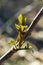 budding buds on a tree branch in early spring macro. Early spring, a twig on a blurred background. The first spring greens