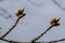 budding buds on a tree branch in early spring macro. Early spring, a twig on a blurred background. The first spring greens