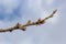 budding buds on a tree branch in early spring macro. Early spring, a twig on a blurred background. The first spring greens