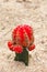 Budding cactus