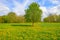 Budding chestnut tree in a field