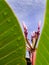 Budding flower behind the leaf.