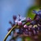Budding Flower Lilac
