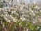 Budding and flowering Amelanchier branches