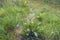 Budding and flowering blooms of the English plantain plant from