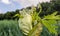 Budding and flowering Giant Hogweed from close