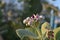 Budding and Flowering Giant Milkweed Blossom in Aruba