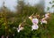 Budding and flowering Himalayan Balsam