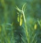 Budding flowers against a natural green background in nature during spring. Coral lily flowering plant getting ready to