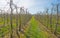 Budding fruit trees in an orchard in spring