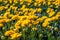 Budding and fully double flowering yellow tulips from close