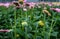 Budding gerbera flowers in a glasshouse