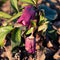 Budding hellebore flowers in the forest