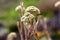 Budding Hydrangea