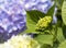 Budding hydrangea against blue blossom background