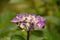 Budding Hydrangea Just Beginning to Flower and Blossom