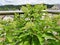 Budding hydrangea on terrace