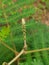 Budding leaf of leucaena leucocephala