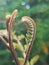 Budding leaf of leucaena leucocephala