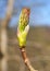 The budding leaf of a sycamore tree in april