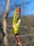 The budding leaf of a sycamore tree in april