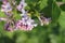 Budding Lilac