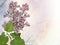 Budding Lilac Flowers