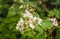 Budding and pale pink blossoming blackberry flowers from close