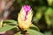 Budding Pink Rhododendron