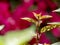 Budding plant on colourful background