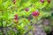 Budding purple flowers and fresh green leaves of a Chinese azalea from close