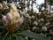 Budding rhododendron close up